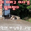 전 주인이 버리고 이사간 고양이 밥그릇이 없어졌다 이미지