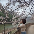 유정1955 | 부산 벚꽃명소 정관 병산저수지 (4/1 기준 벚꽃현황)