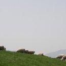 삼풍목장 이미지