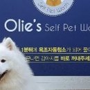 올리스 24 펫택시 네이버블로그