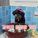 휴일 - 부평구 경원대로1417번길 15 | 강아지 찜질방 다녀와봤어요? 이천 휴일도 후기