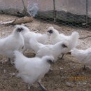 임윤순농장 이미지