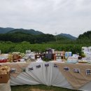 엘림청과