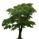 라온 태권도장 이미지