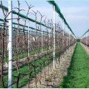 조광농장 이미지