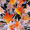 희망의 나래 이미지