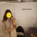 안다켄넬반려견을품에안다