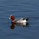 하천(갑천4) 이미지