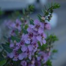 안젤로니아(Angelonia ) 이미지