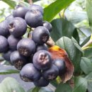 명지농원 이미지