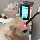 서현 동물병원 이미지