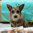 해피테일 이미지