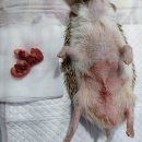 공원옆동물의료센터 이미지