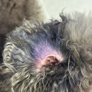 에버펫동물병원 이미지