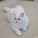 율하냥 | 김해 율하 고양이 카페 율하냥 다녀온 후기