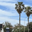 로즈베이2 (RoseBay2) | 호주 시드니여행 2일차 (나머지) Bare naked bowls...왓슨스베이/ fish &amp; chippery/ 로즈베이 비치/호주...