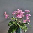 캣츠나비 이미지