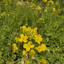 머물다 | 제주 산방산 유채꽃 명소 주차정보 ft.산방산에 머물다 펜션 솔직후기