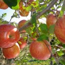 천해농장 이미지