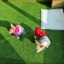 두두펫케어 이미지