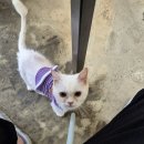 고양이살롱앤카페 이미지