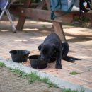 댕댕이 운동장 이미지