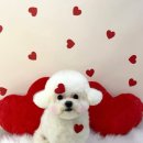 강아지 미장원 이미지