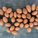 나무숲소 이미지