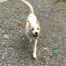 용인시동물보호센터 이미지