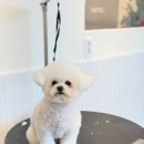 대구애견 이미지