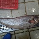 다도횟집 이미지