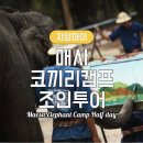 메사 휘트니스 케어&골프 | 태국 치앙마이 코끼리투어 조인 후기 메사 코끼리 캠프