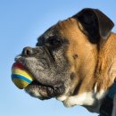 로얄도그 이미지