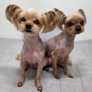 애견미용 | 부천 애견 미용 역대급 실패한 애견 미용 솔직 후기