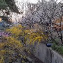 개나리펜션 이미지