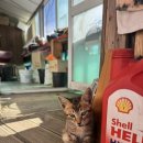 나 대관령왔어 이미지