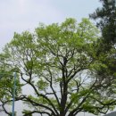 느티나무 이미지