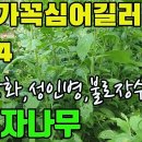 구기자나무(구기자,지골피)- 상복하면 정력이강해지고.불로장수한다는명약(전통의서),강정,강장,고혈압,당뇨,폐결핵,해열제등의효능, 중국의3 이미지