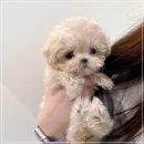 배곧애견샵 이미지