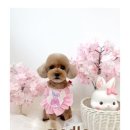 모들펫살롱 이미지