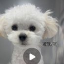 손대하 동물병원 이미지