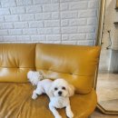 김고은그루밍# 이미지