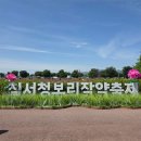 세영공원 | [함안 가볼만한곳] 5월 경남 꽃구경 강나루 생태공원 작약꽃