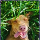 일산시티 동물의료센터 이미지