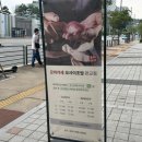 [서울 판교 오마카세] 오사이초밥 판교점 디너 내돈내산 후기