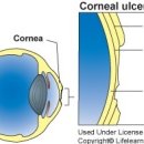 가온동물병원 이미지