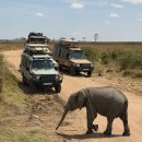 성환4공원 화장실 | 탄자니아 사파리투어 게임드라이브 세렝게티 국립공원 화장실 코끼리대이동