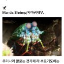 mantis shrimp 이미지