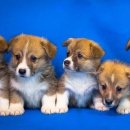 (주)우림자동차 이미지