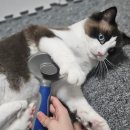 편안한댕 | 반려동물 털관리 최고 행복한댕냥이 원터치 브러쉬 리뷰